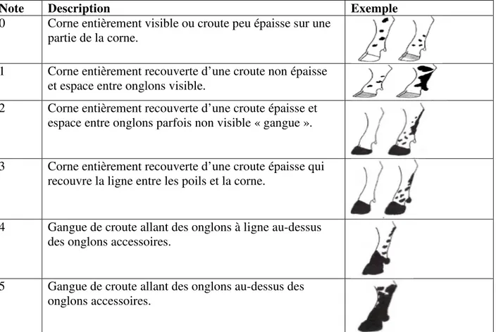 Tableau 4 : Grille de notation illustrée de propreté de face dorsale (Guatteo et al., 2013)