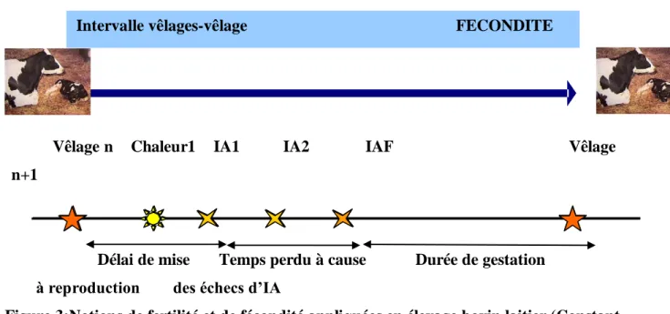 Figure 3:Notions de fertilité et de fécondité appliquées en élevage bovin laitier (Constant  et al., 2004 cité par Bulvestre, 2007)