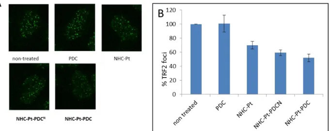 Figure  7:  TRF2  delocalization  from  the  telomere  revealed  by  immunostaining  with  anti-TRF2 antibody  in  A2780 cells treated for 96h with of  PDC,  NHC-Pt,  NHC-Pt-PDC N  and NHC-Pt-PDC at doses that induce  75 % cell growth inhibition