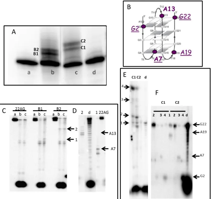Figure 2: Platination sites of NHC-Pt and NHC-Pt-PDC  on the anti-parallel G-quadruplex structure of the  human  telomeric  sequence    22AG  A)  Denaturing  gel  electrophoresis  of  the  platination  reaction  for  the   G-quadruplex in the absence of Pt