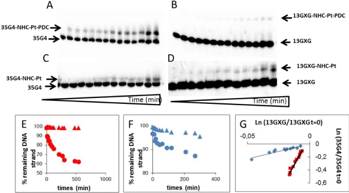 Figure  3.  Denaturing  gel  electrophoresis  of  the  kinetics  of  platination  of  35G4/13GXG  with  either  radiolabelled  35G4  (A,C)  or  radiolabelled  13GXG  (B,D)  by  NHC-Pt-PDC  (A,  B)  or  NHC-Pt  (C,D)  