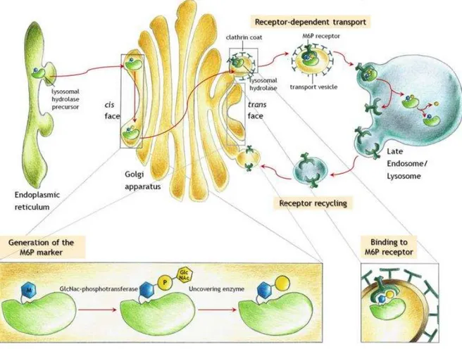 Figure 11  :  Transport  des  hydrolases  lysosomales  nouvellement  synthétisées  vers  les  lysosomes