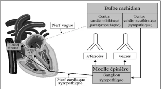 Figure I.10 : Innervation autonome du système cardiovasculaire. 