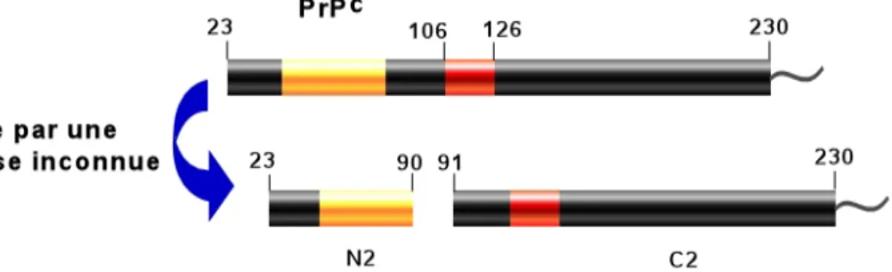 Figure 7 : Le clivage pathogénique de la PrP c . Le clivage de la PrP c  en position 90/91   par une protéase non encore identifiée intervient en dehors de son domaine toxique      106-126, conduisant à la formation du fragment  N2 qui est sécrété et de sa