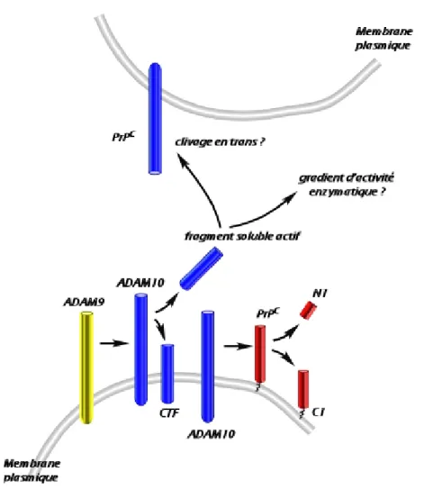 Figure 8 : ADAM9 contribue indirectement, via ADAM10, au clivage physiologique de la PrP c 