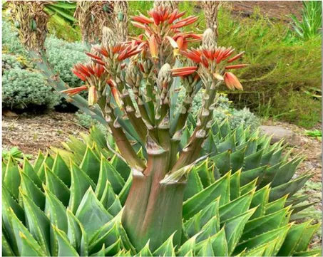 Figure 4 : L’espèce Aloe Polyphylla (P.J. Zapataa et al. 2013). 