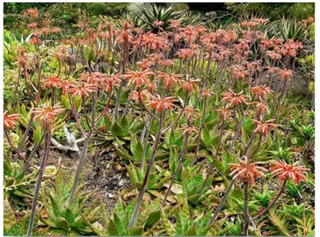 Figure 6 : L’espèce Aloe Maculata (P.J. Zapataa et al. 2013). 