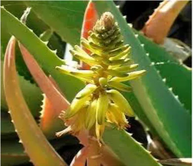 Figure 14 : La fleur d’Aloe Vera (Margaux. R 2015). 