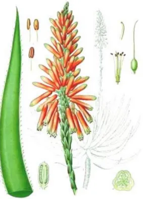 Figure 15 : La taxonomie de l’Aloe Vera (Margaux Roullie 2015). 