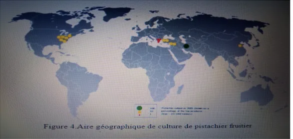 Figure N°3 : Air géographique de la culture de pistachier fruitier. 