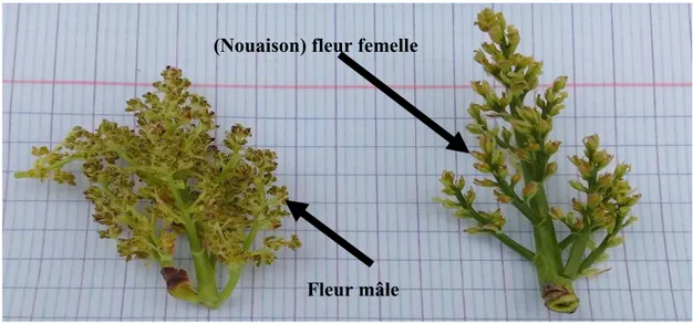 Figure N° 6: Les organes floraux du pistachier (prise le 11/04/2019 par HASSAD.K et  DAHOUI .B) 