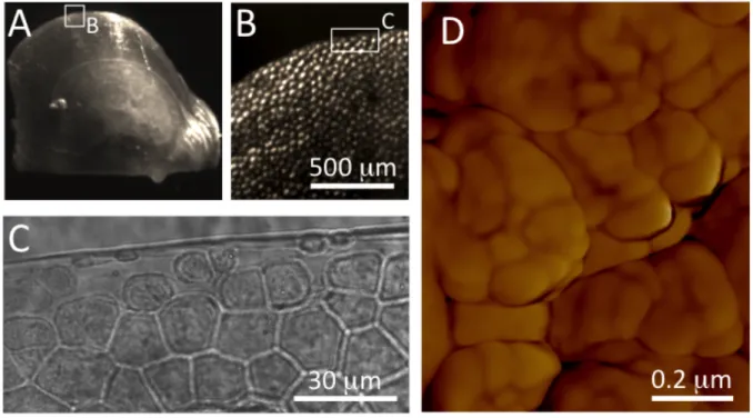 Fig. 1: Structure of Pinctada margaritifera shell at different length scales. (A-C) Optical 
