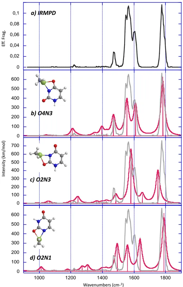 Figure  5:  (a)  IRMPD  spectrum  obtained  for  the  [(CH 3 ) 2 Sn(Ura-H)] +  complex  compared  to  DFT-computed  IR  absorption  spectra  (b–d)  of  some  relevant  structures