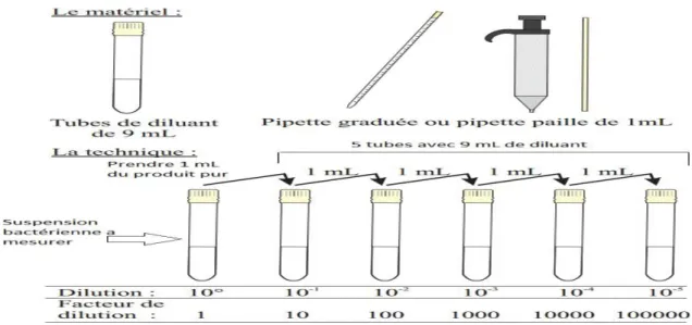 Figure 2 :  Les étapes de la préparation des dilutions décimales 