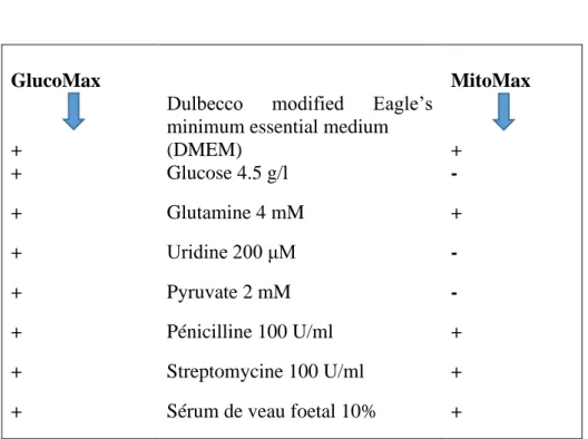 Tableau 5. Milieux de culture permissifs GlucoMax et non permissifs MitoMax pour les cellules  humaines déficientes en chaîne respiratoire mitochondriale
