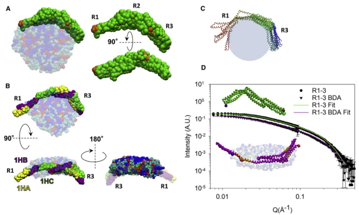 FIGURE 3 (A) Final structural model obtained by CG-MD of R1–3 bound to anionic bicelles (HAB)