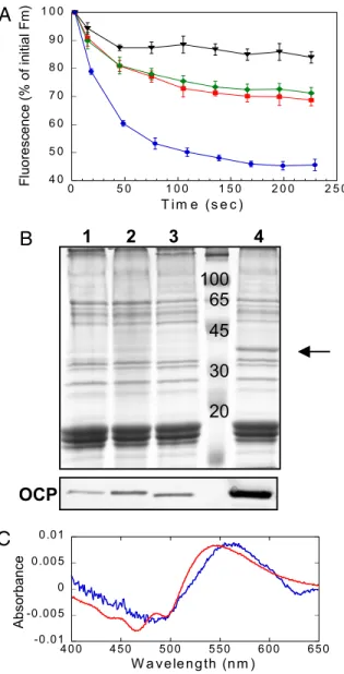 Fig. 1. Relationship between blue-green light induced NPQ and the OCP in whole cells. (A) Decrease of maximal fluorescence (Fm’) during exposure of WT (red squares), over-expressing OCP mutant (blue circles), His-tagged OCP/K m