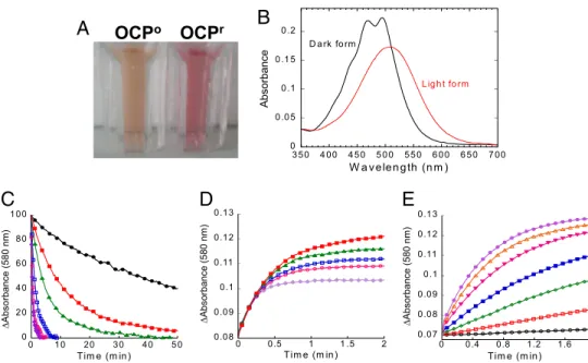 Fig. 2. Isolated OCP is responsive to blue-green light : Photoconversion and dark recovery