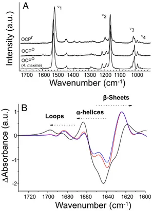 Fig. 3. The OCP r is essential for the induction of the photoprotective mechanism. (A) Shown is 100% conserved Tyr and Trp interacting with the carotenoid