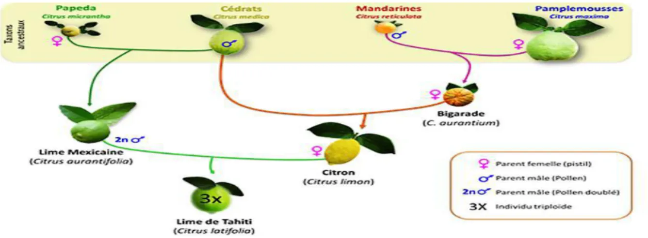 Figure 1 : Origines phylogéniques des limes et citrons (INRA, 2016). 