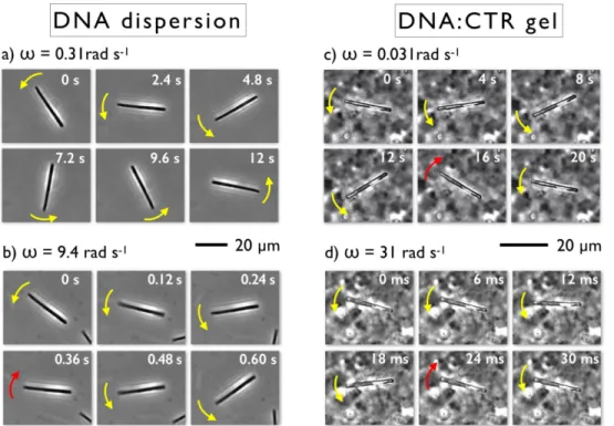 Figure  2:  (a)  Chronophotograph of a 33 µm  (diameter  1.8  µm)  wire undergoing  a  rotation  ob- ob-served in a 7.3 mM DNA dispersion under the application of a magnetic field 