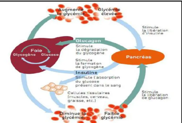 Figure 06 : production et action de l’insuline (FID, 2013). 