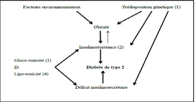 Figure 08 : Physiopathologie de la forme commune de diabète type 2 (Young, 2007). 
