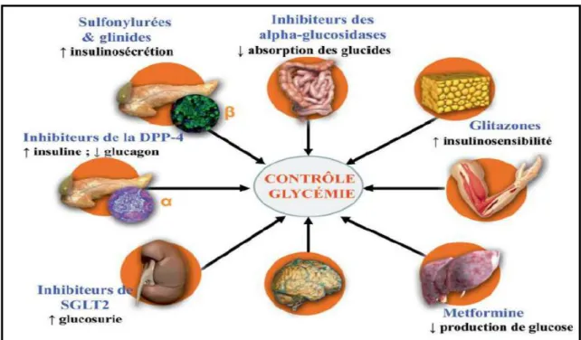 Figure 11 : Illustration des sites et des mécanismes d’action principaux des différentes  classes d’antidiabétiques oraux (Scheen, 2015)