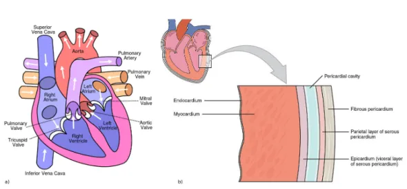 Figure 2.1: a) Heart anatomy and chambers. b) Layers of the heart wall. From en.wikipedia.org/wiki/Heart.