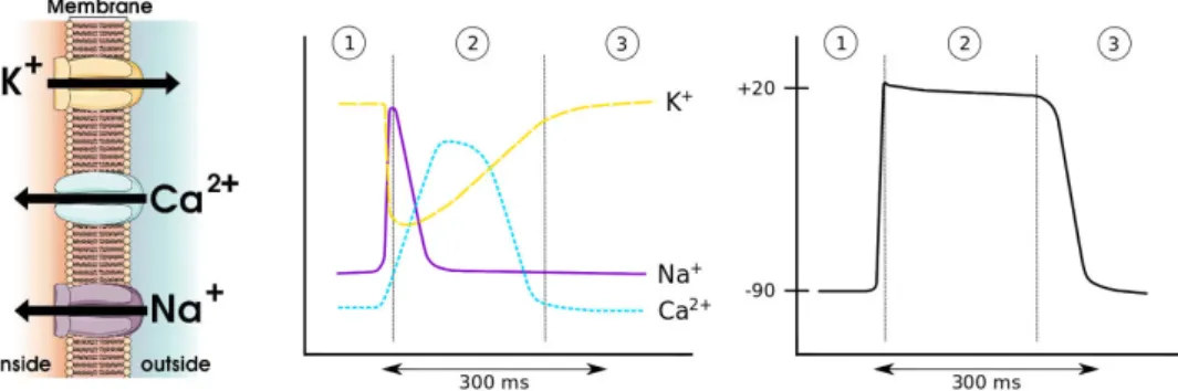 Figure 2.4: (Left) Simpliﬁed schematic of ionic ﬂow through the cell membrane.