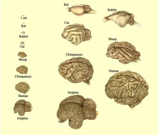 Figure 1.1: A comparison of the shape and sizes of brain across diﬀerent species.