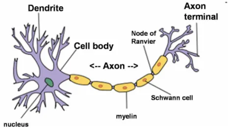 Figure 2.2: Structure of a typical neuron. The diﬀerent parts of neuron: dendrite, cell body and axon