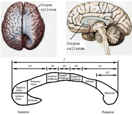 Figure 2.11: Diﬀerent sections of the corpus callosum. Adapted from [Highley 1999]