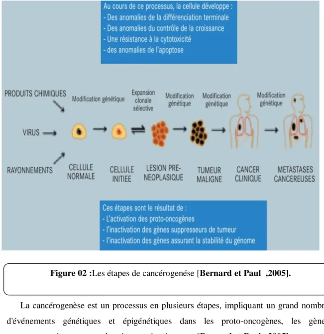 Figure 02 :Les étapes de cancérogenése [Bernard et Paul  ,2005]. 
