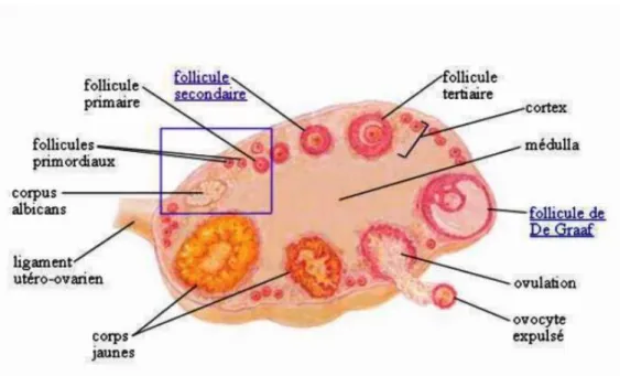 Figure 06: Déférents follicules ovariennes [ Bouaziz ,2014]  . 