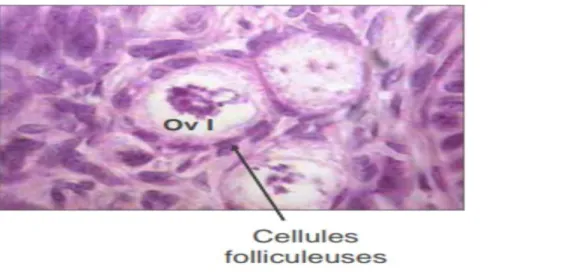 Figure  07:  coupe histologique de  l 'ovaire  montre les follicules primordiale[HennebicQ  ,2011]
