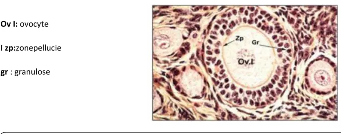 Figure 09: coupe histologique de l 'ovaire montre les follicules secondaire [HennebicQ ,2011]