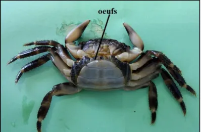 Figure 7 : Œufs en cours d’incubation chez le crabe  P.maromatus. 