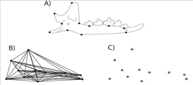Figure 12 : Description de la géométrie d’une mandibule de Musaraigne (Soricidae : Crocidurinae) avec  11  points repères en 2 dimensions