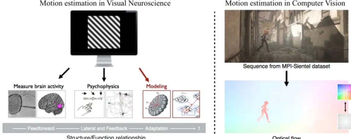 Figure 1.2: Illustrating approaches taken by studies in Visual neuroscience and Computer vision towards motion estimation.