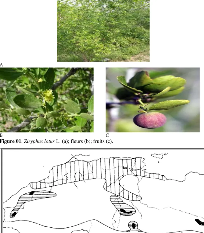 Figure 01. Zizyphus lotus L. (a); fleurs (b); fruits (c). 