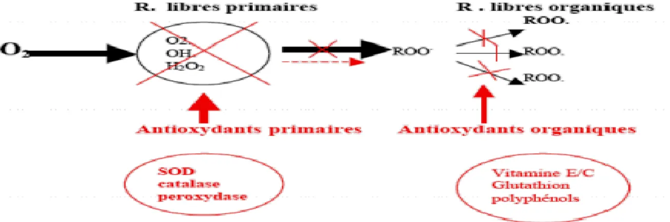 Tableau 06 : les antioxydants exogènes  avec leurs mécanismes  