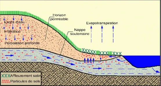 Figure 4. Le cycle des sels dans le sol (Lahlou et al, 2002) 