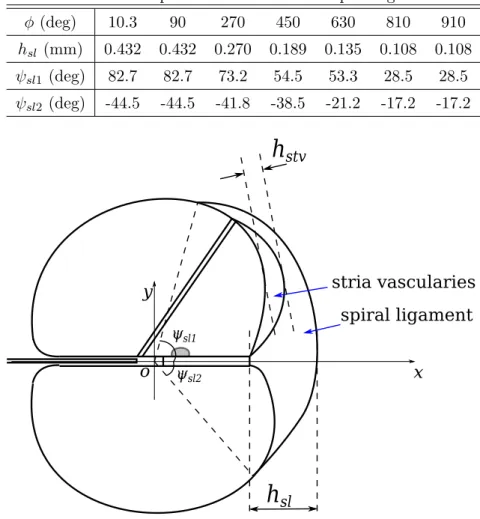 Figure 3.12: Shape control parameters of the stria vascularis and the spiral ligament Basilar membrane and organ of Corti
