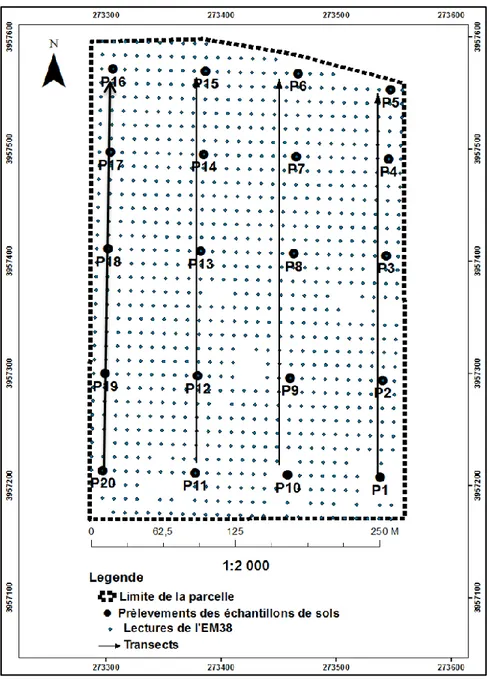 Figure 24. Plan d’échantillonnage  V.2.4. Etude des sols de la parcelle 
