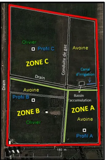 Figure 19. Parcelle d’étude (Source : Google Earth) 