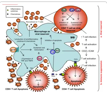 Figure 2 A model of HIV-1 pathogenesis based on interactions  between macrophages and T cells which account for increased  immune suppression and cellular virion reservoirs