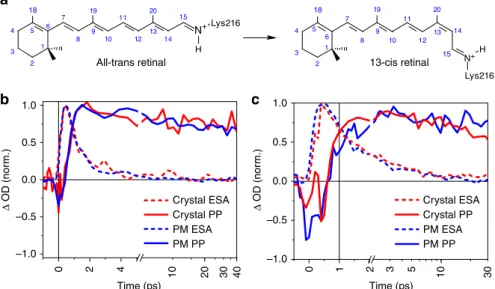 Fig. 1 Retinal isomerization kinetics in purple membrane and bacteriorhodopsin (bR) microcrystals