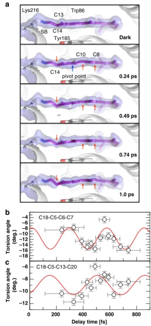 Fig. 6 Sub-ps effects of photon absorption on retinal. a Close-up of the retinal (purple sticks) in the dark-unrestrained state, as well as at 0.24, 0.49, 0.74 and 1 ps