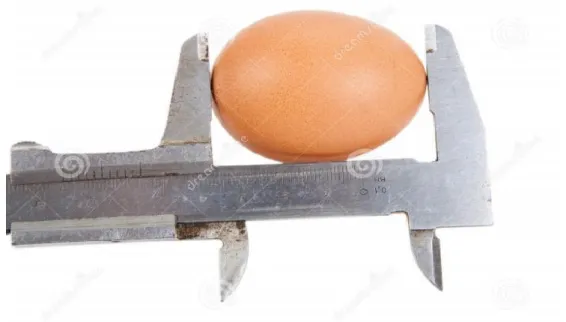 Figure 6 : méthode de la prise de la langueur de l’œuf  